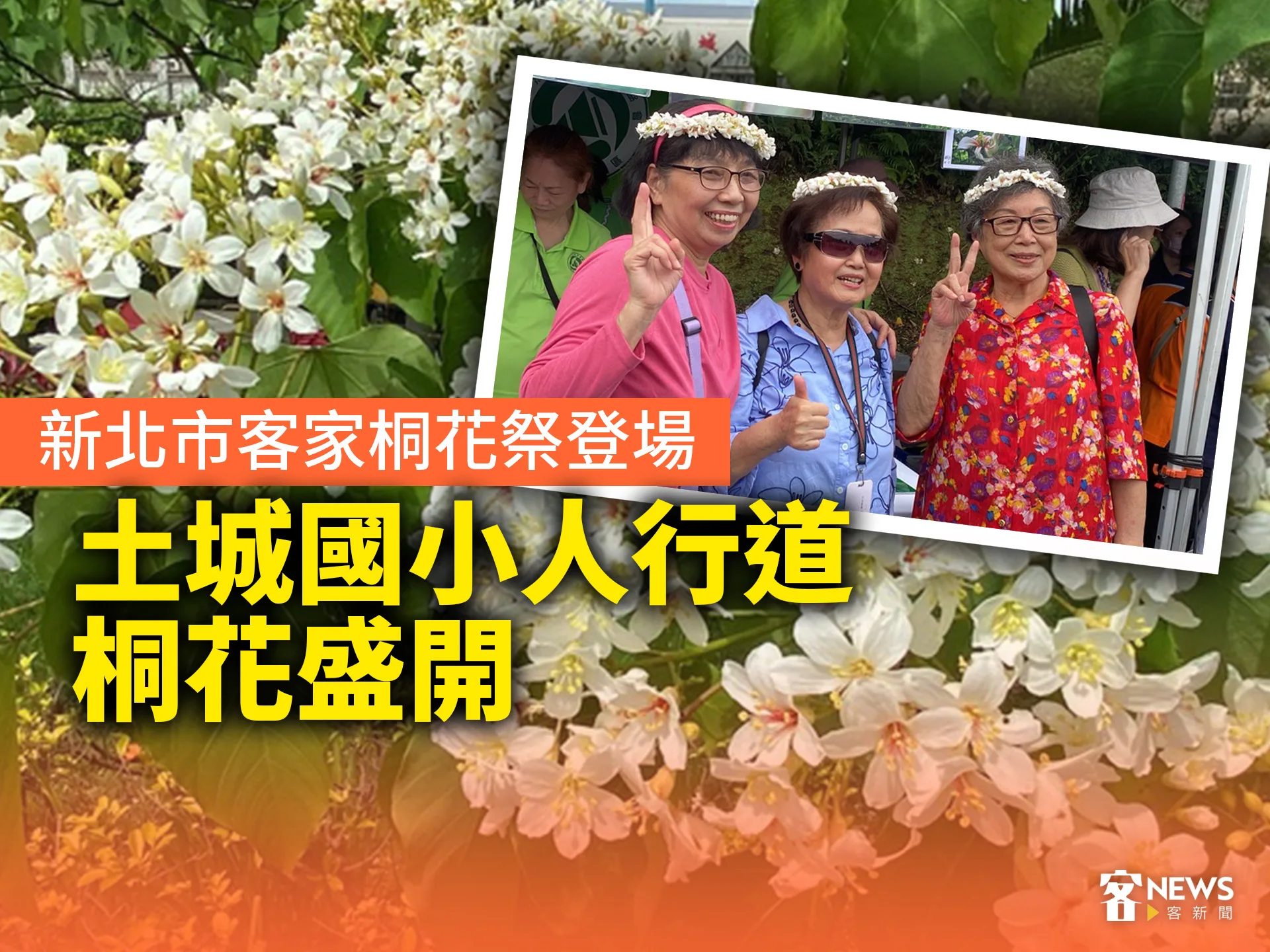 新北市客家桐花祭登場　土城國小人行道桐花盛開