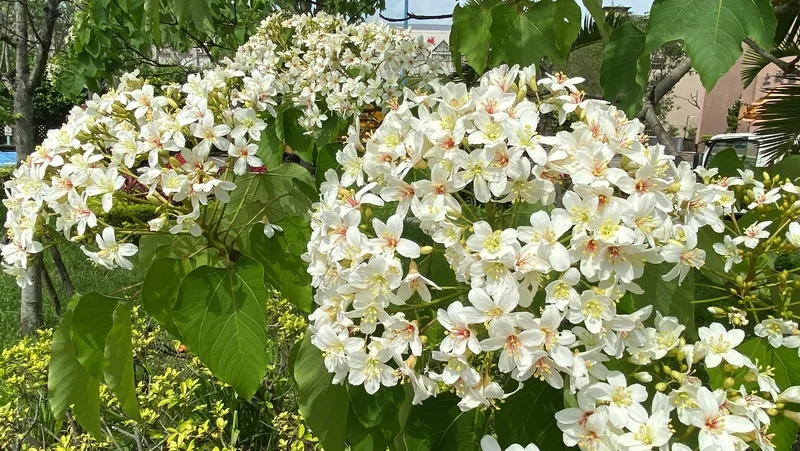 2025新北市客家桐花祭19日起正式開跑，土城區公所前公園的桐花也正值盛開，美景吸睛。中央社