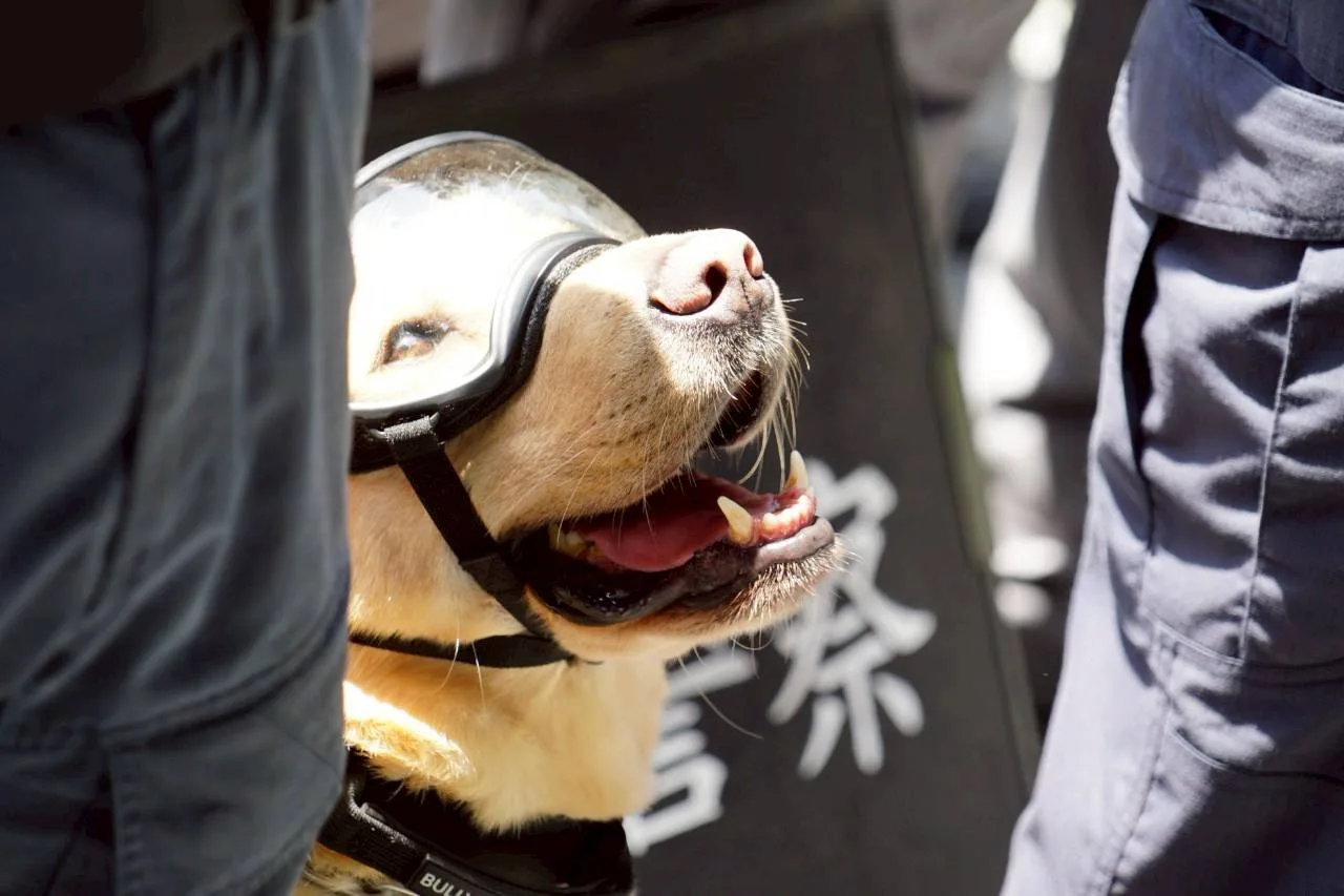 現場出動偵爆犬、輪式裝甲車等，這也是台北大巨蛋首度進行大規模反恐及爆炸演練。台北市政府提供