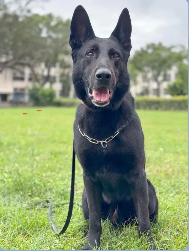 花蓮港偵搜犬鐵諾，值勤時冷靜沉著。海巡署東部分署提供