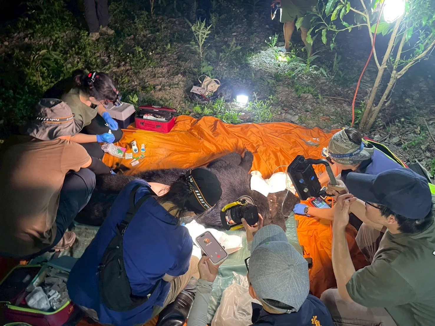 卓溪黑熊遭槍擊，緊急送醫仍不幸身亡。林保署提供