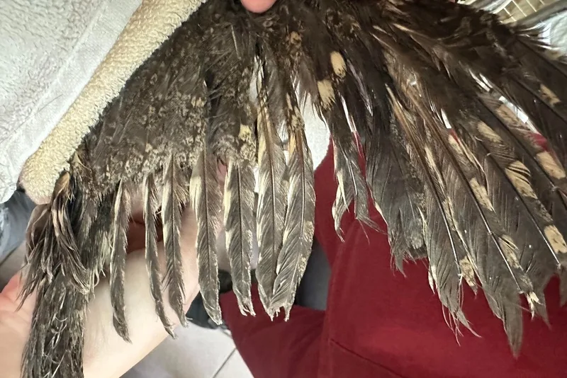 桃園市野鳥學會附設非營利野生動物診所獸醫師郭昱德指出，相較於傳統黏鼠板，這種防鳥塗料更難處理，其黏稠且流動的特性，使得塗料易滲入羽毛內層，清洗難度大增。桃園市野鳥學會提供