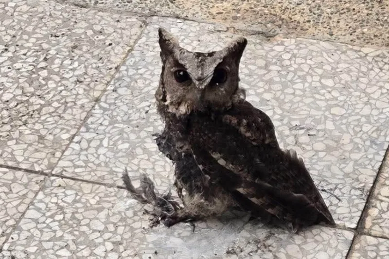 社團法人桃園市野鳥學會附設非營利野生動物診所指出，有幼兒園為防止鳥類停棲，請廠商在屋頂塗上黏性更勝黏鼠板的新型防鳥塗料，沒想到隔天卻發現1隻身上沾滿塗料、無法飛行的領角鴞。桃園市野鳥學會提供