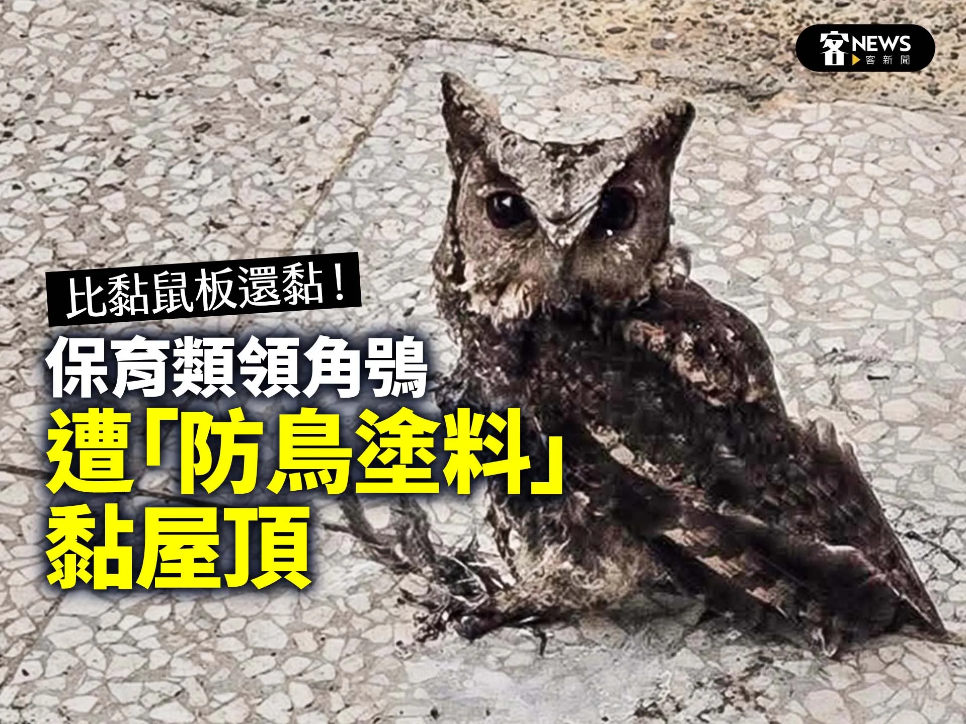 比黏鼠板還黏！保育類領角鴞遭「防鳥塗料」黏屋頂