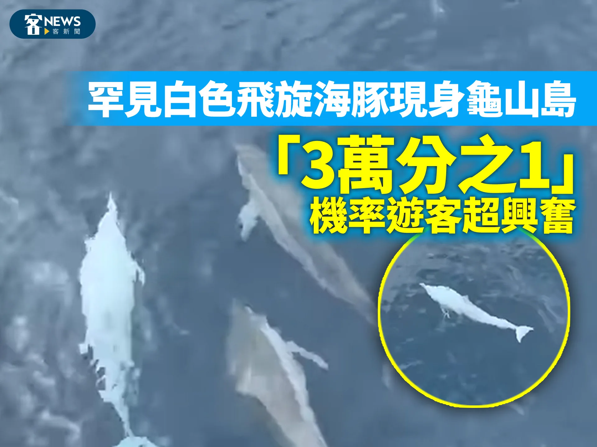 罕見白色飛旋海豚現身龜山島　「3萬分之1」機率遊客超興奮