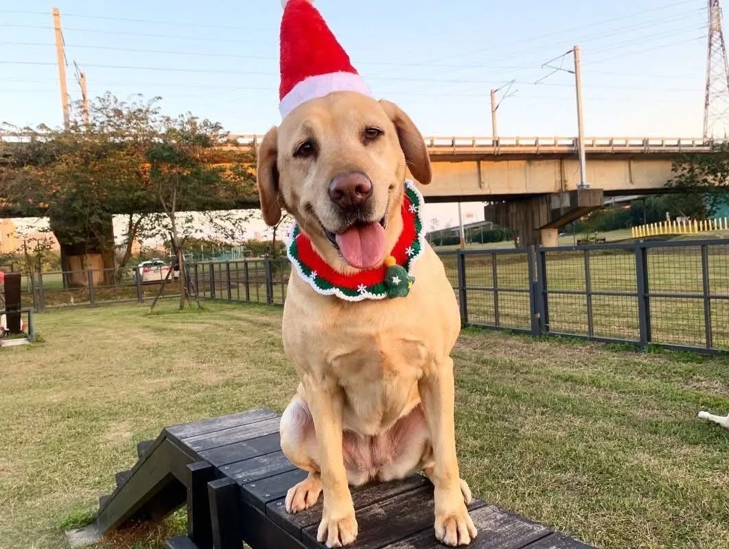 搜救犬，資料照。新竹市政府提供