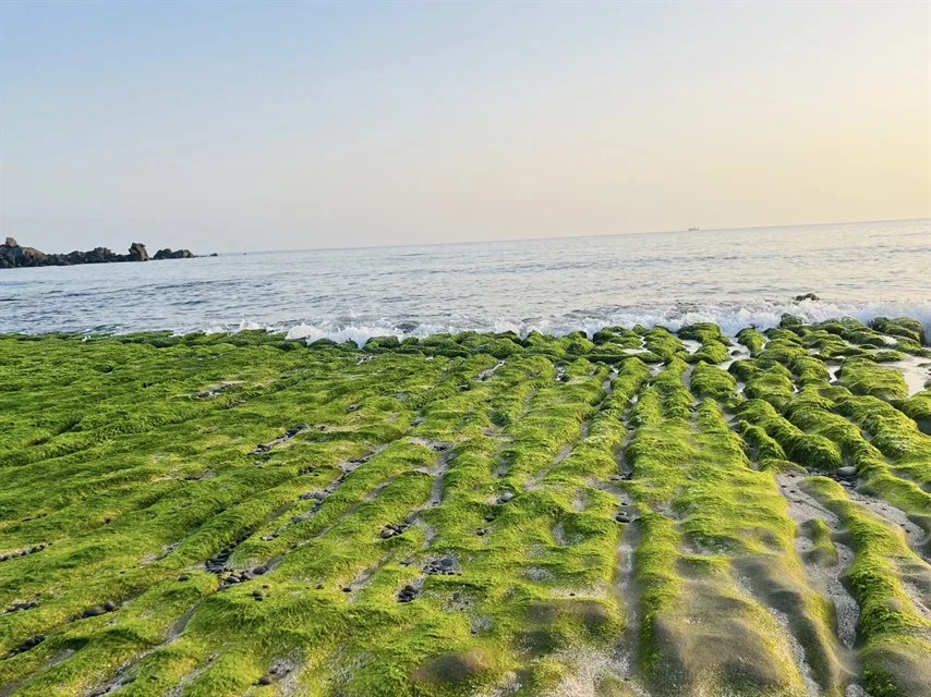北海岸石門老梅海岸每年2月到5月，由海蝕溝槽和披附其上的石蓴共同構成的老梅綠石槽。北觀處提供