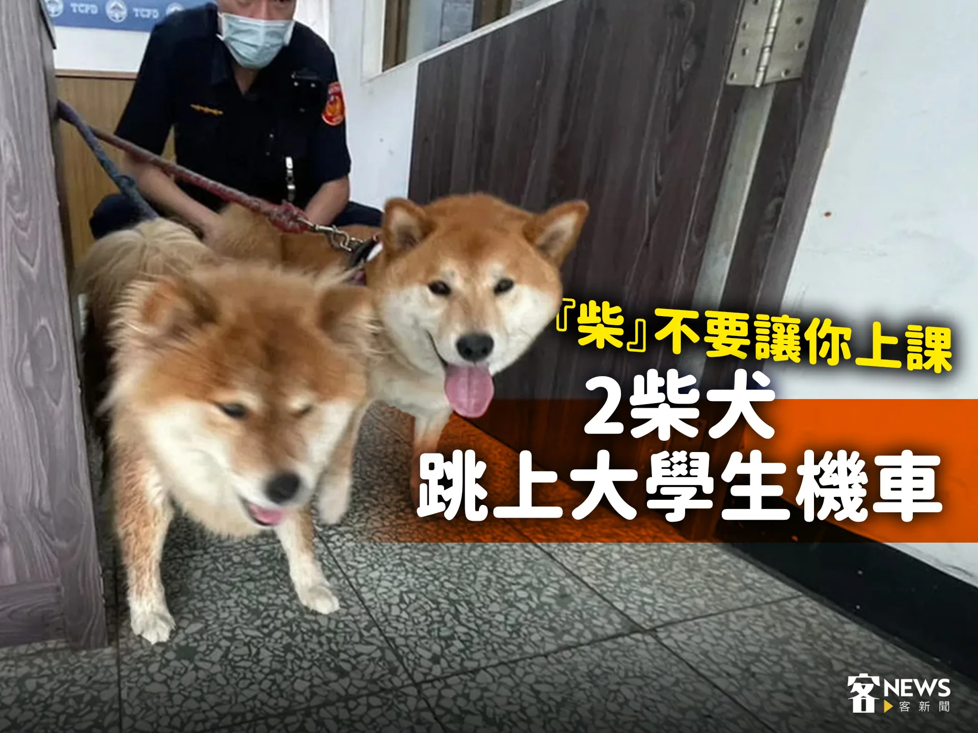 「柴」不要讓你上課　2柴犬跳上大學生機車