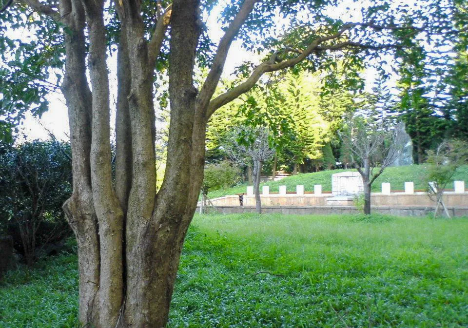 范家關西墓園中還種有一株十子登科樹，這棵是茄苳象徵十子永遠在一起。陳權欣攝