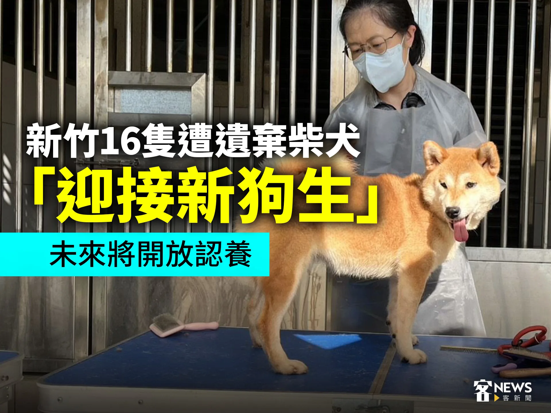 新竹16隻遭遺棄柴犬「迎接新狗生」　未來將開放認養