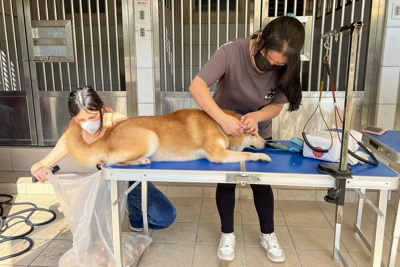 元培科技大學寵物保健系的教師與學生主動協助，為柴犬提供專業美容服務。新竹縣政府提供