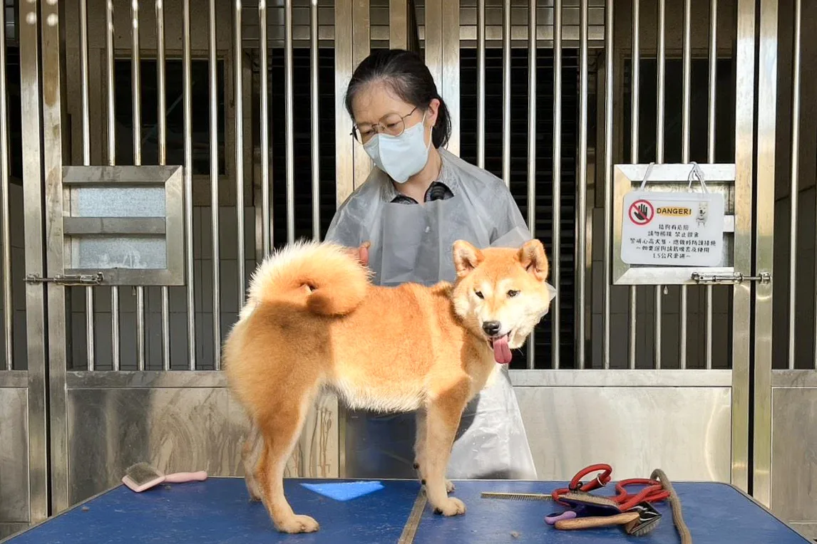元培科技大學寵物保健系的教師與學生主動協助，為柴犬提供專業美容服務。新竹縣政府提供