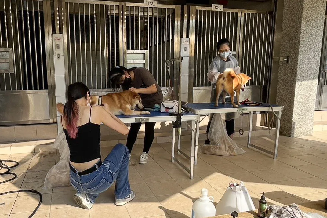 元培科技大學寵物保健系的教師與學生主動協助，為柴犬提供專業美容服務。新竹縣政府提供