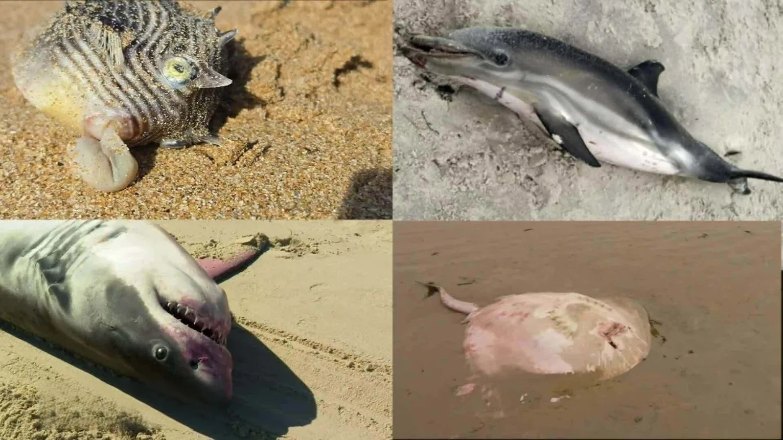 當地民眾拍下許多海洋生物死亡的照片。翻攝自9 News《YouTube》官方頻道