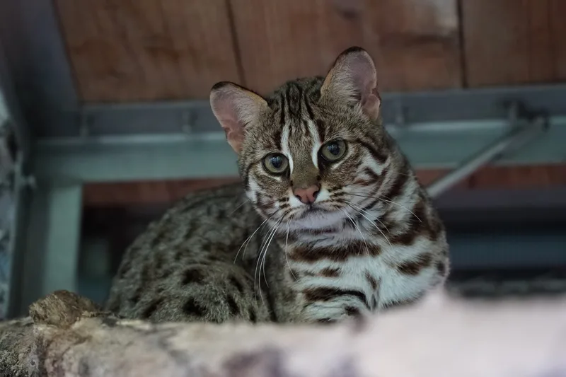 台北市立動物園石虎媽「春捲」（圖）。台北市立動物園提供