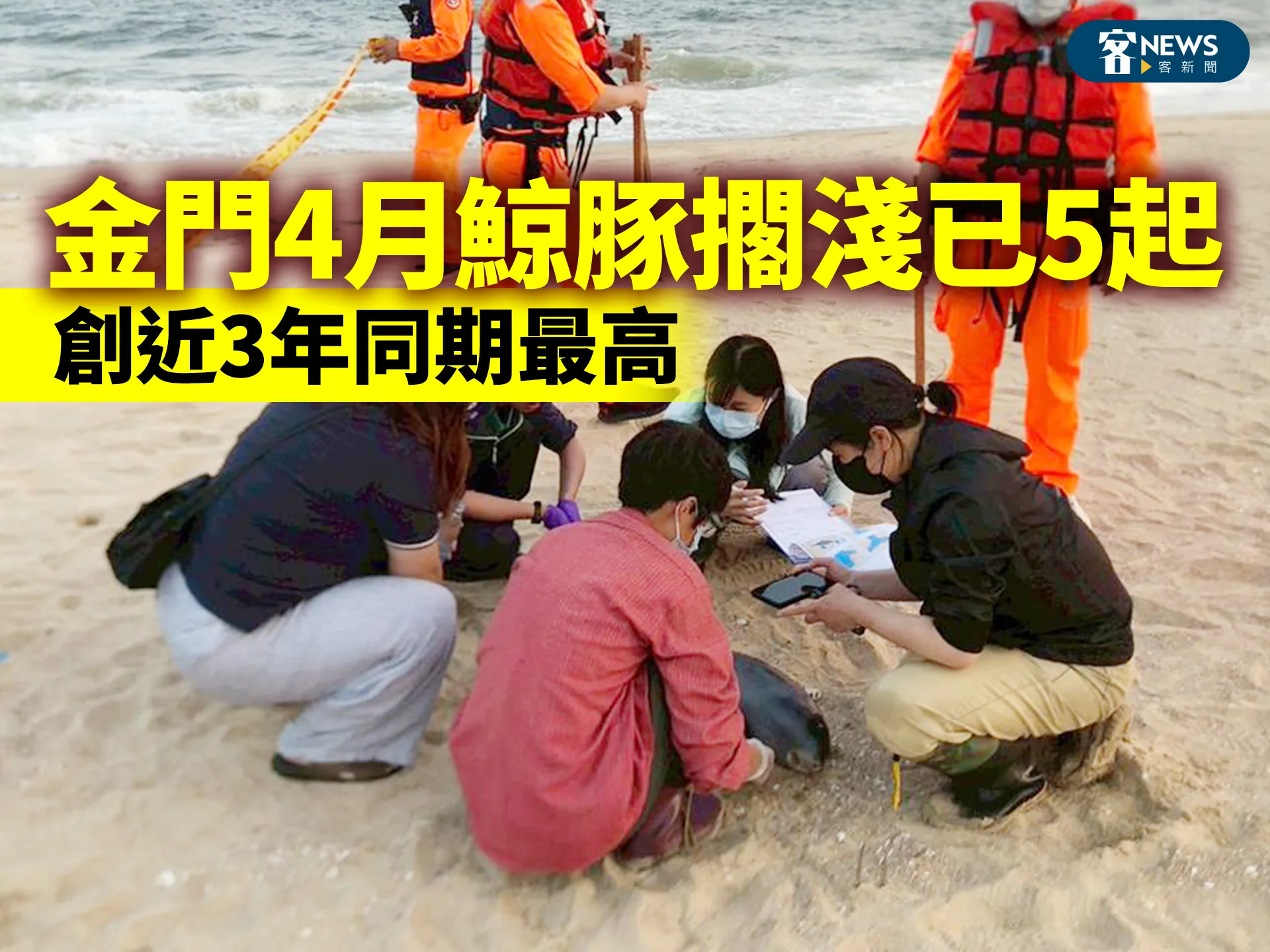金門4月鯨豚擱淺已5起　創近3年同期最高