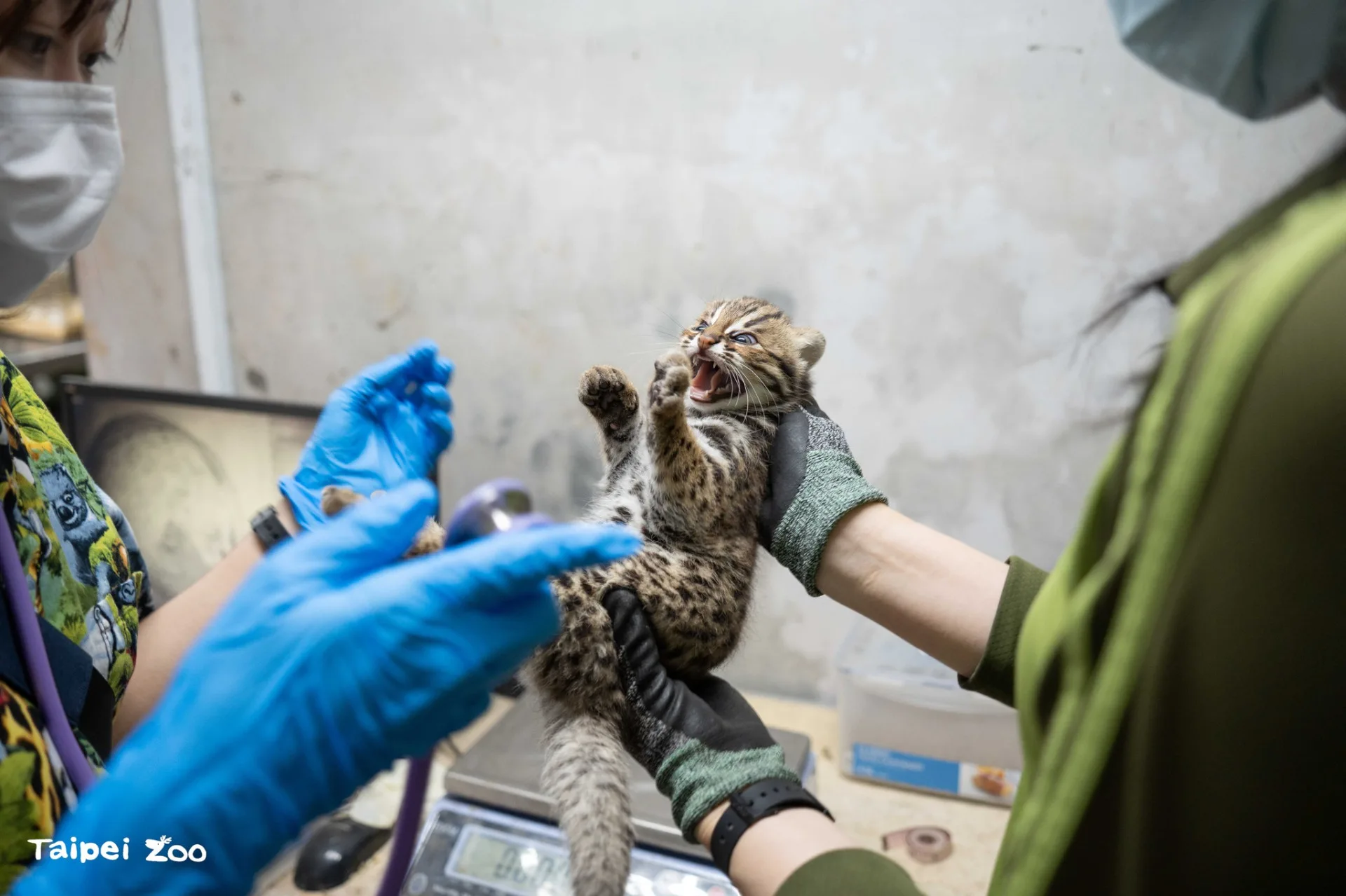 石虎媽春捲生下的雙胞胎女兒之一。北市立動物園提供