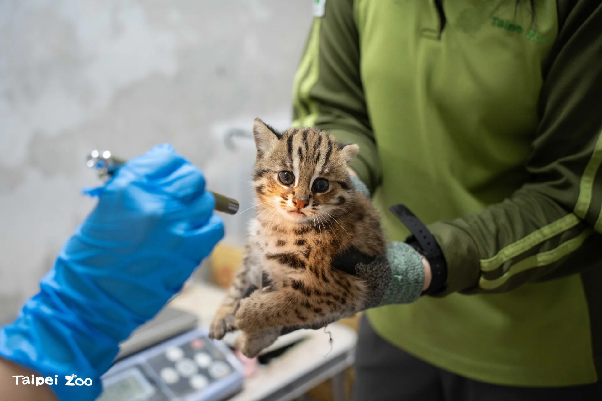 石虎媽春捲生下的雙胞胎女兒之一。北市立動物園提供