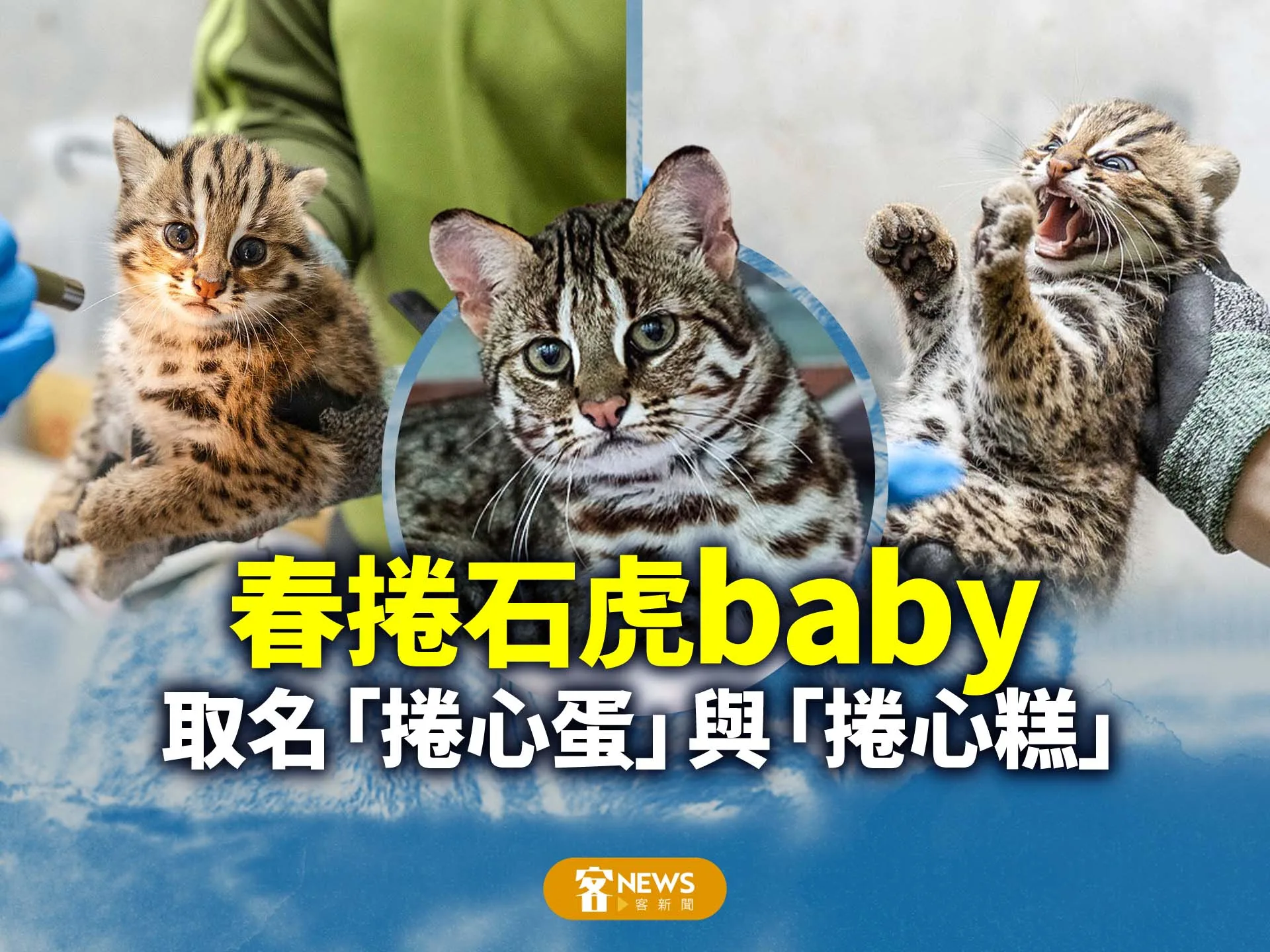 春捲石虎baby　取名「捲心蛋」與「捲心糕」