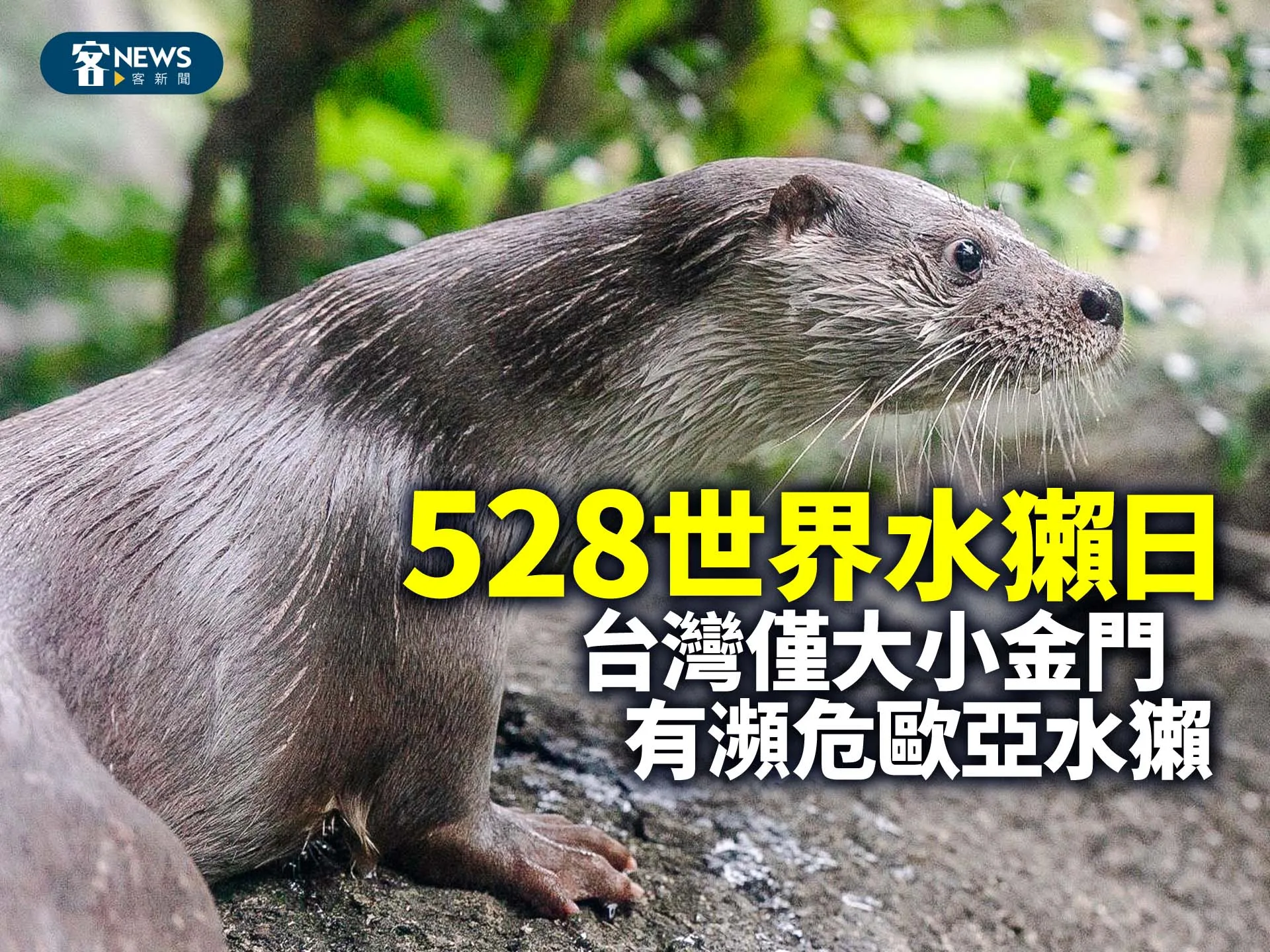 528世界水獺日　台灣僅大小金門有瀕危歐亞水獺