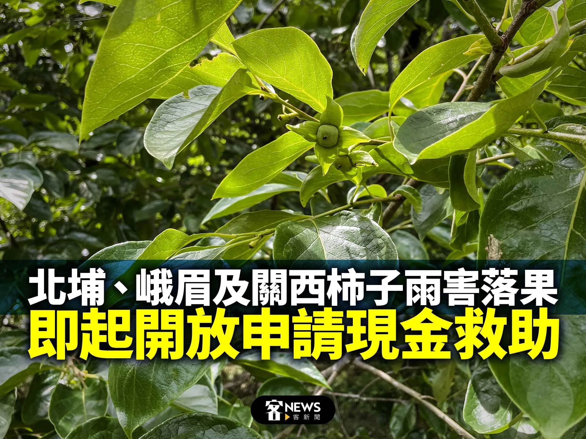 北埔、峨眉及關西柿子雨害落果　即起開放申請現金救助