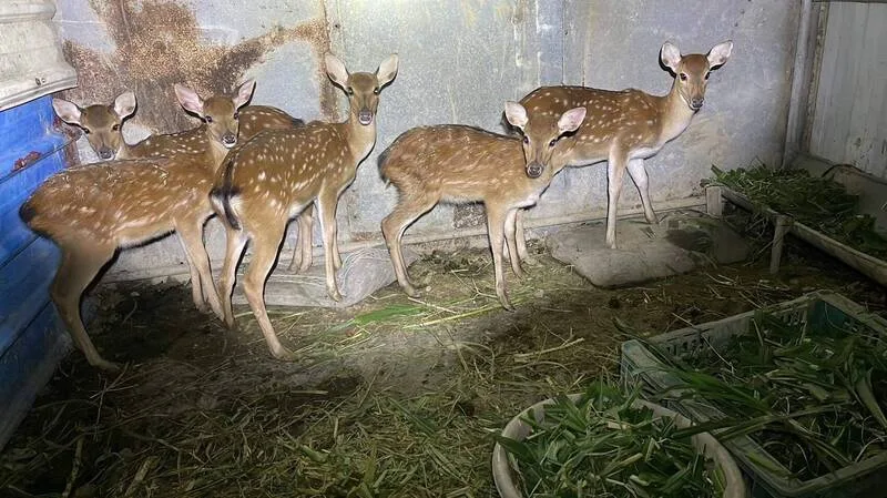 保七總隊多月蒐證破獲盜獵梅花鹿集團，拘提四名嫌犯，查扣土製獵槍與手機。保七總隊第八大隊提供