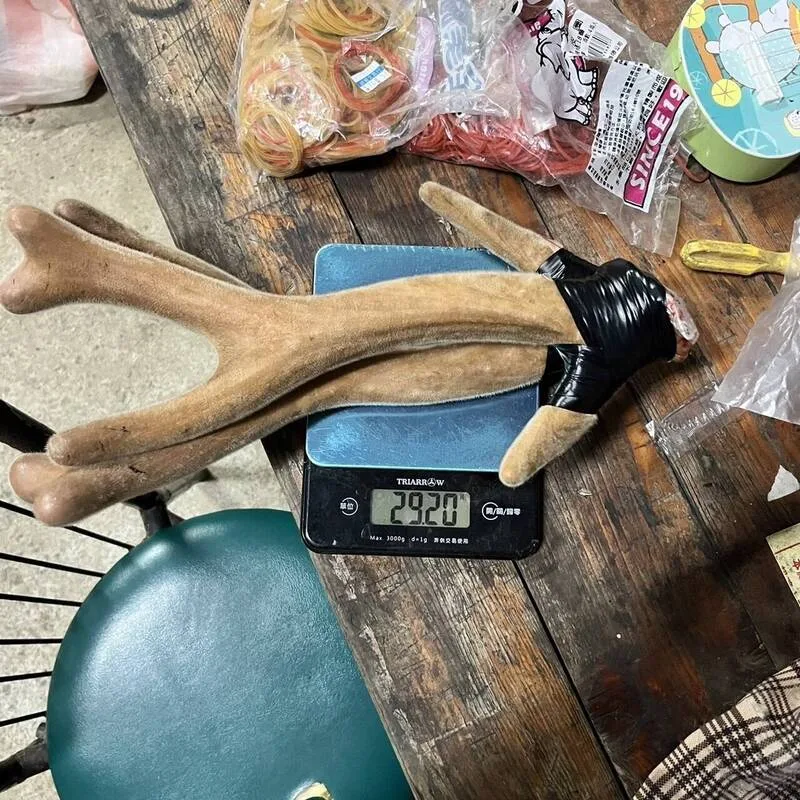 保七總隊多月蒐證破獲盜獵梅花鹿集團，起出鹿角。保七總隊第八大隊提供