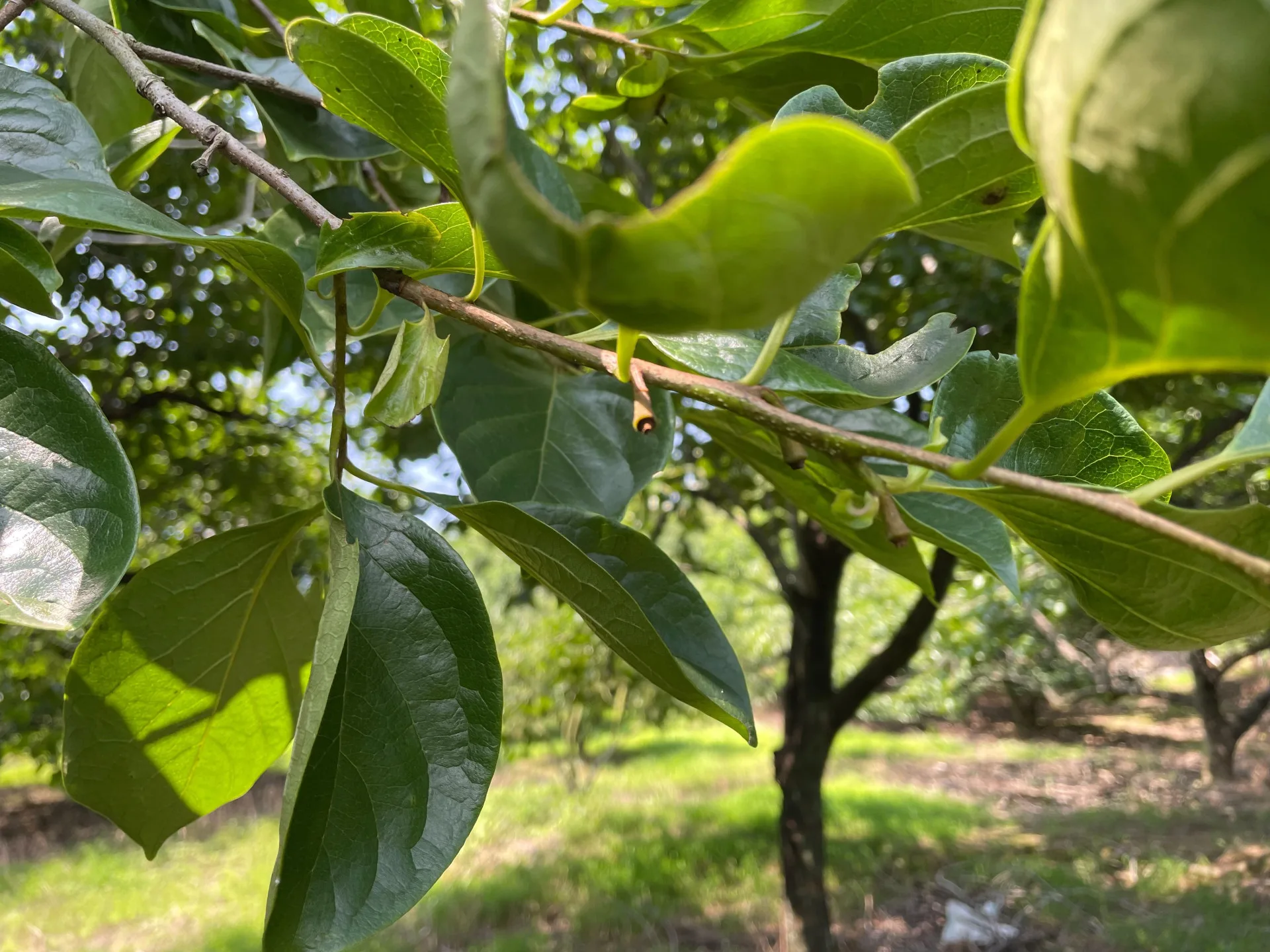 北埔鄉、峨眉鄉及關西鎮柿子，因受4月雨害影響，造成柿子開花著果期落果災情。竹縣府提供