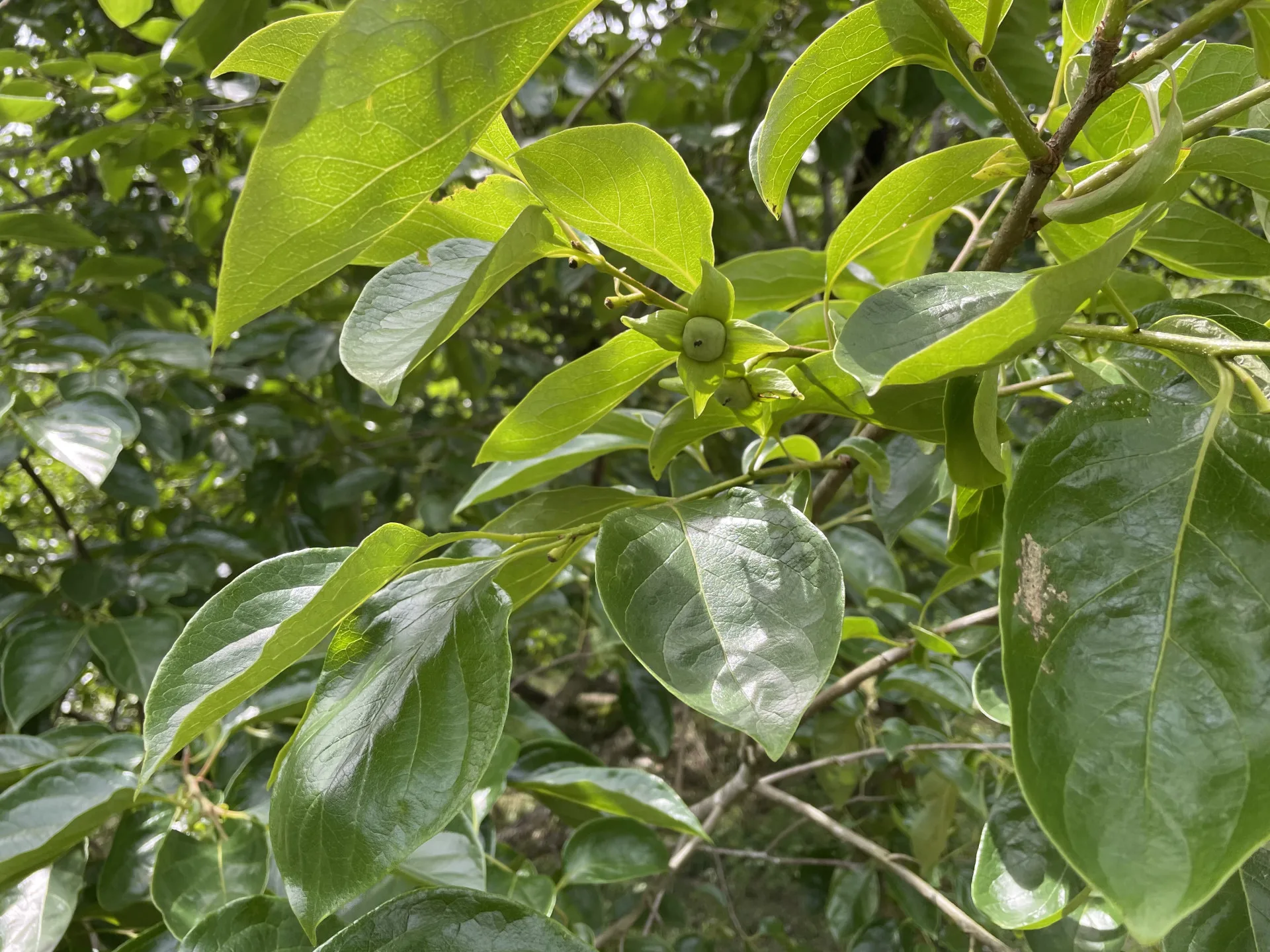 北埔鄉、峨眉鄉及關西鎮柿子，因受4月雨害影響，造成柿子開花著果期落果災情。竹縣府提供