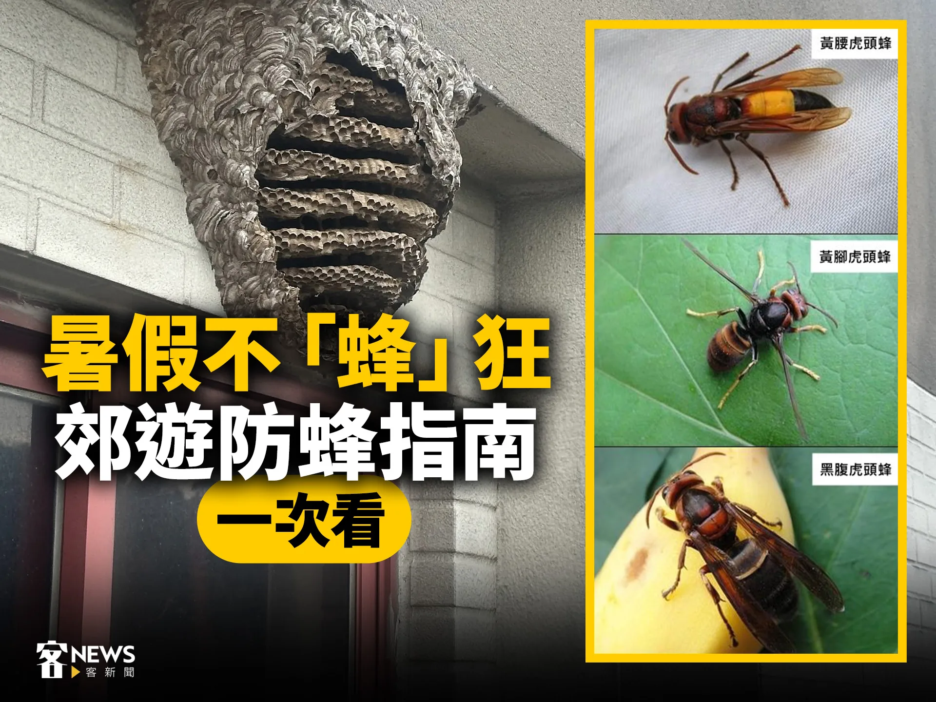 暑假不「蜂」狂　郊遊防蜂指南一次看