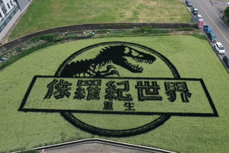 苑裡稻田變身大型電影看板　恐龍圖騰吸睛