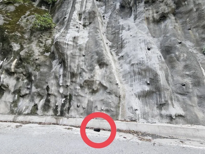 民眾8日騎車行經南橫公路霧鹿路段,發現一隻台灣黑熊幼熊路倒,員警到場確認幼熊已無生命跡象,且同時在事發地點上方崖壁目擊到應是成年母熊個體,短暫停留後離開。林業及自然保育署台東分署提供