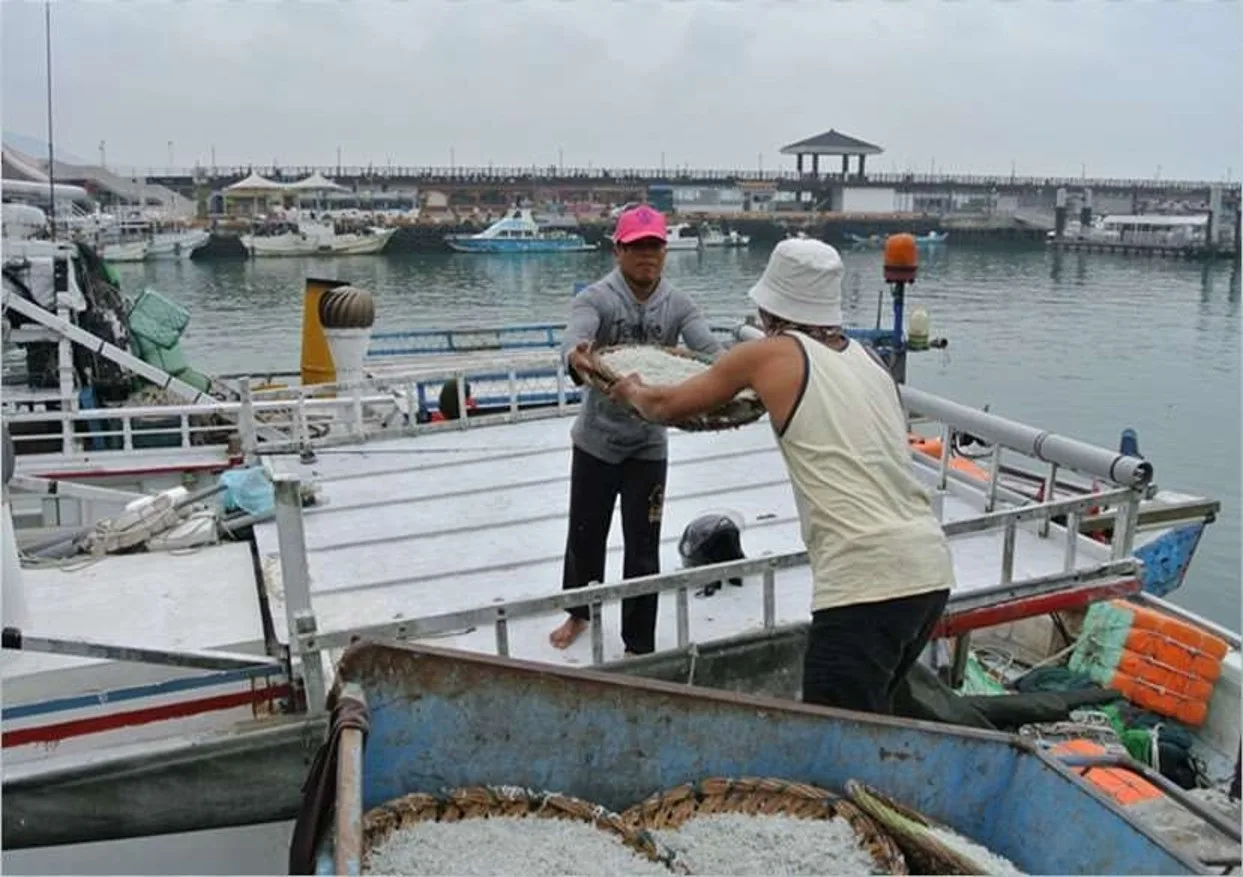 淡水區為新北市魩鱙漁業主要產地。新北漁業處提供