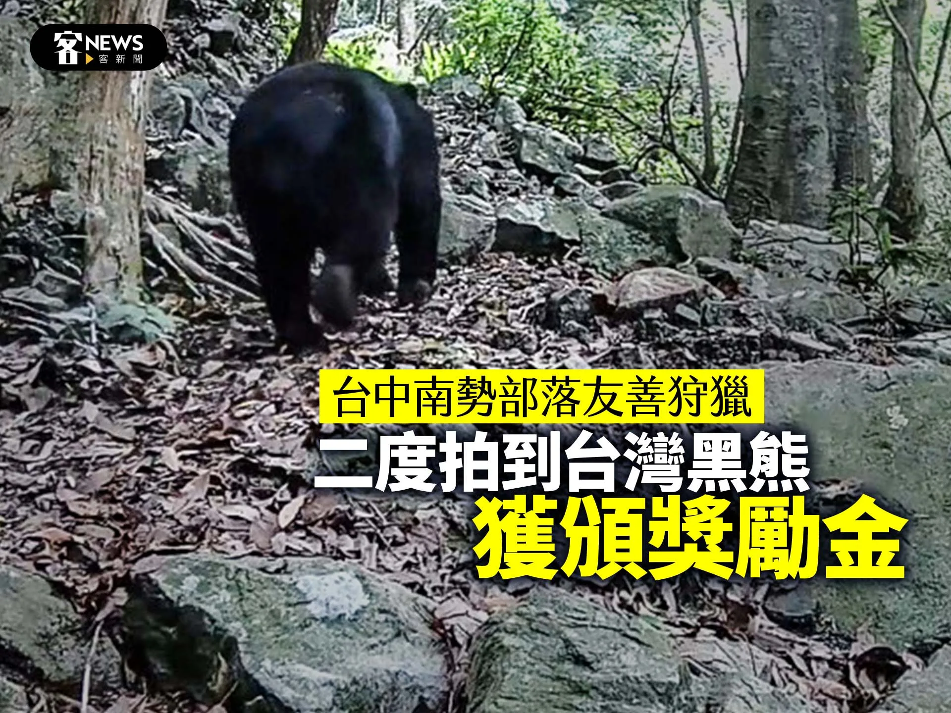 台中南勢部落友善狩獵　二度拍到台灣黑熊獲頒獎勵金