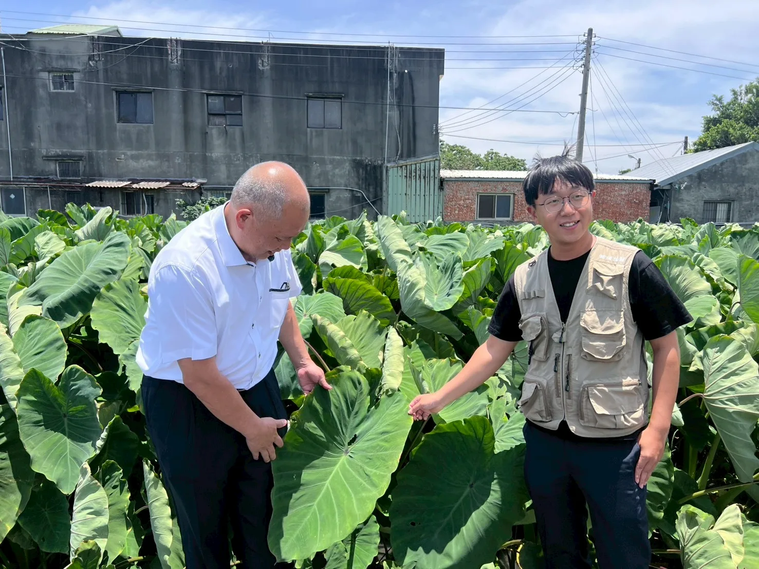 沼液再利用　芋頭、水蜜桃省化肥、收穫好