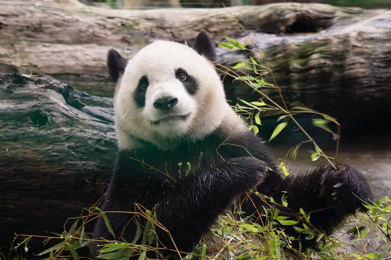 北市動物園首辦大貓熊獸醫聊天室　13日開放報名