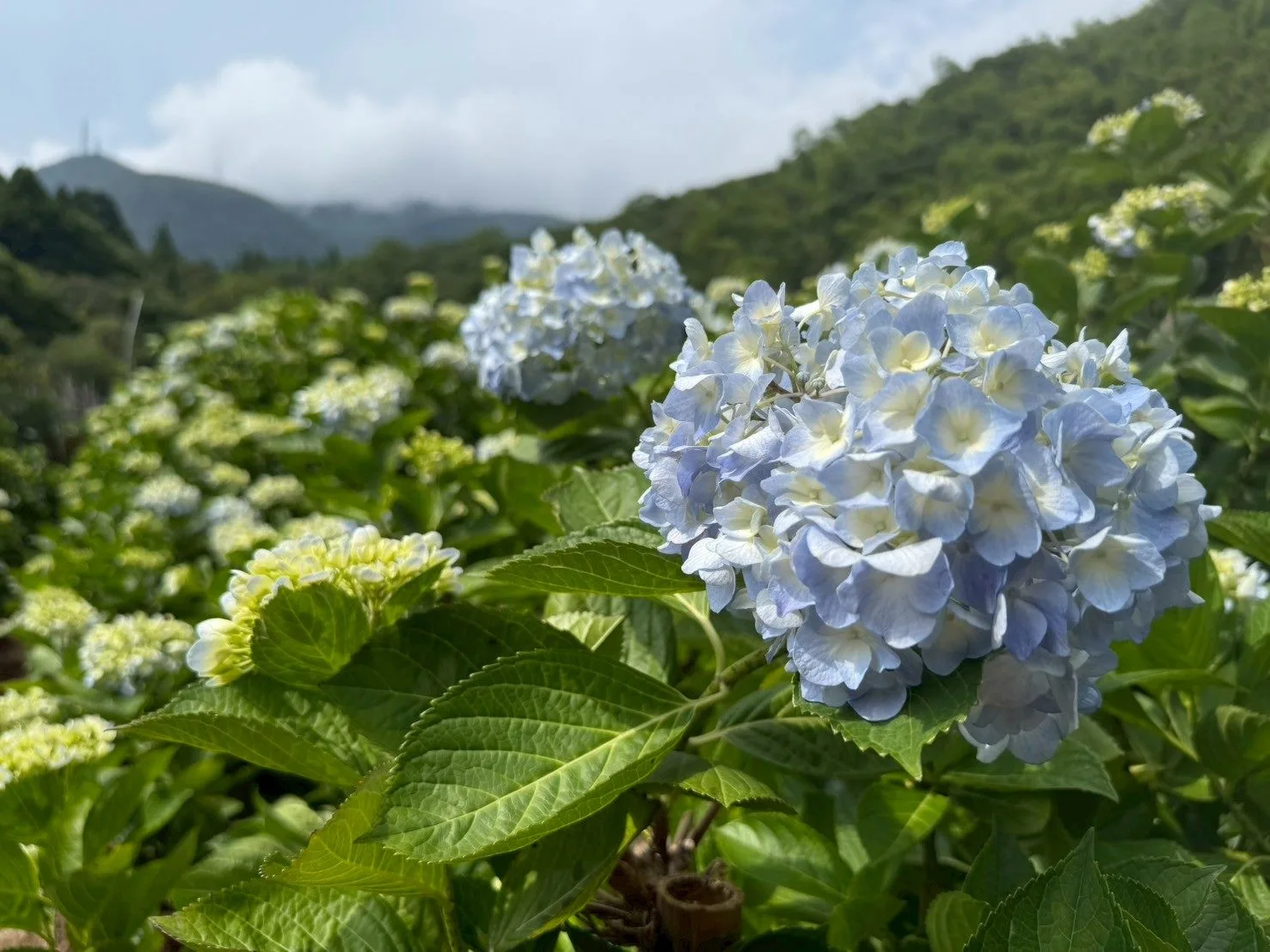 5月初夏到來，台北市北投湖田社區也迎來「繡球花季」。台北市政府工務局提供