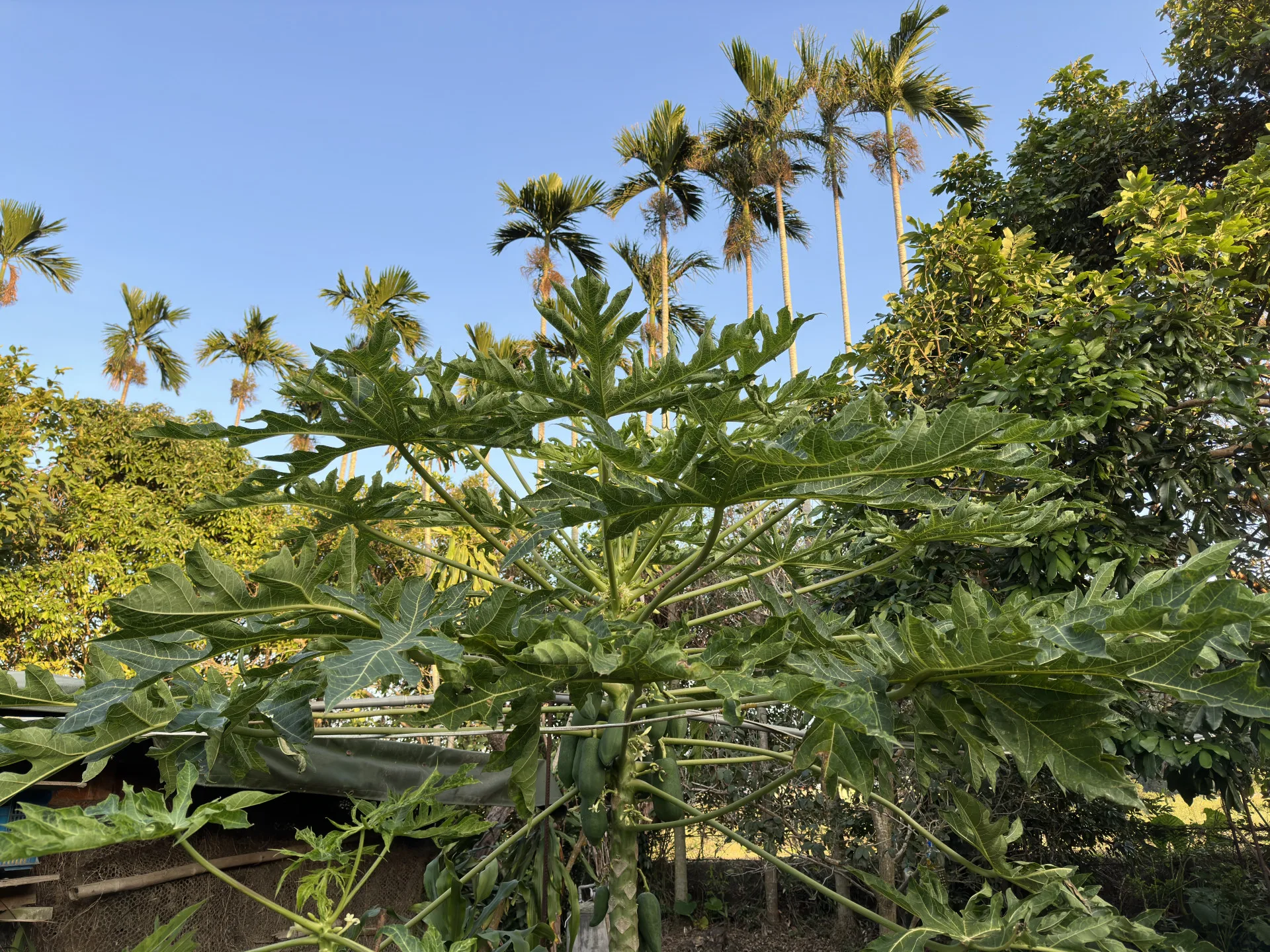 鄉村風景中的木瓜。蕭秀琴攝