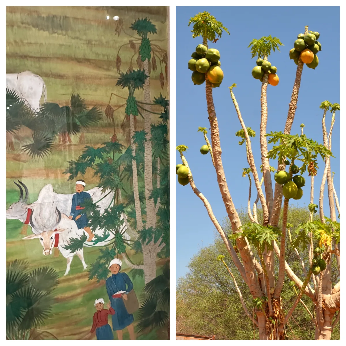 左邊是村上無羅1934年參加臺展的膠彩作品〈馬蘭社的印象》的木瓜有分支，與右邊實際上受過傷的木瓜樹一樣。蕭秀琴攝