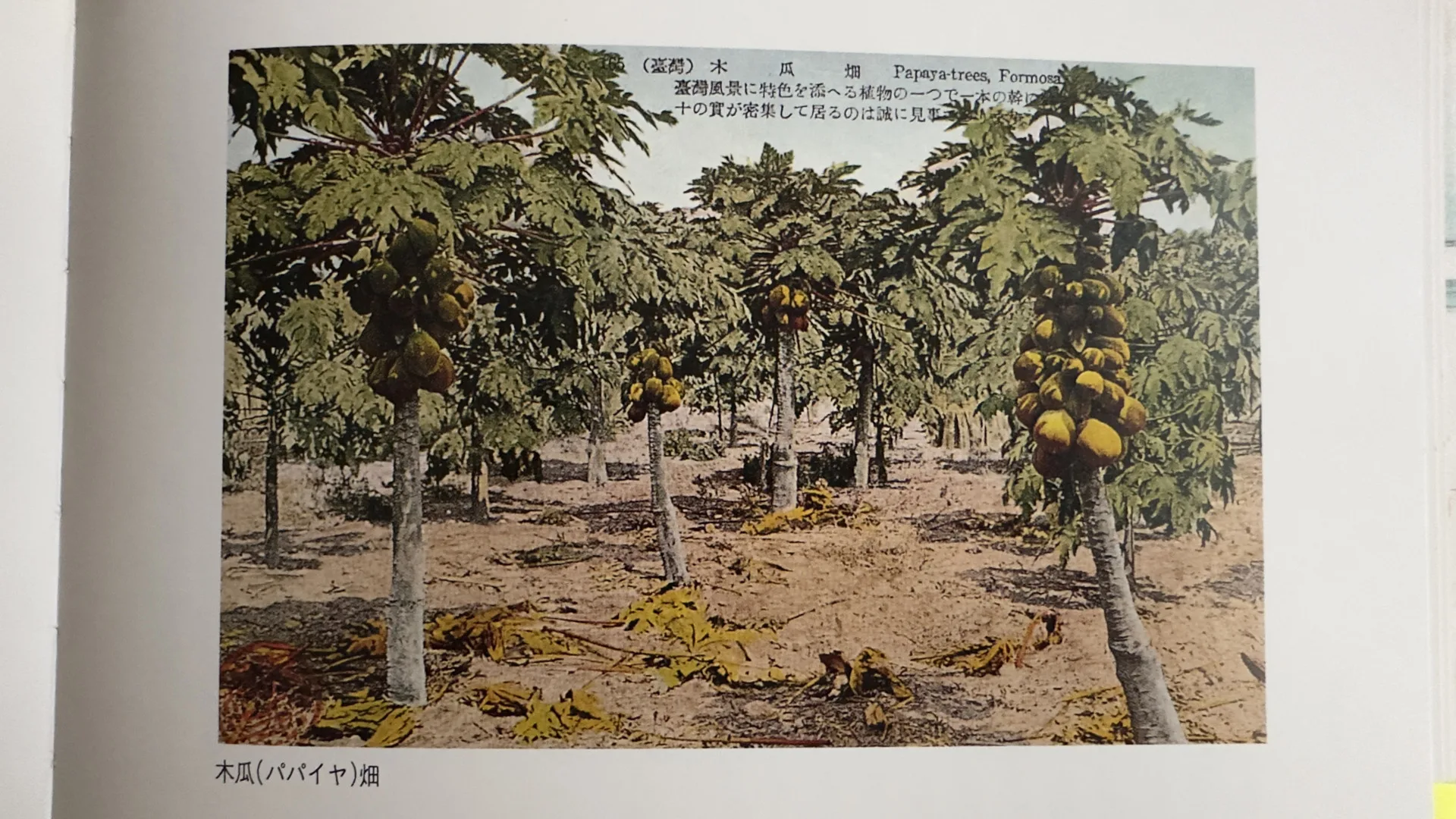 日治時期的木瓜園明信片。蕭秀琴攝