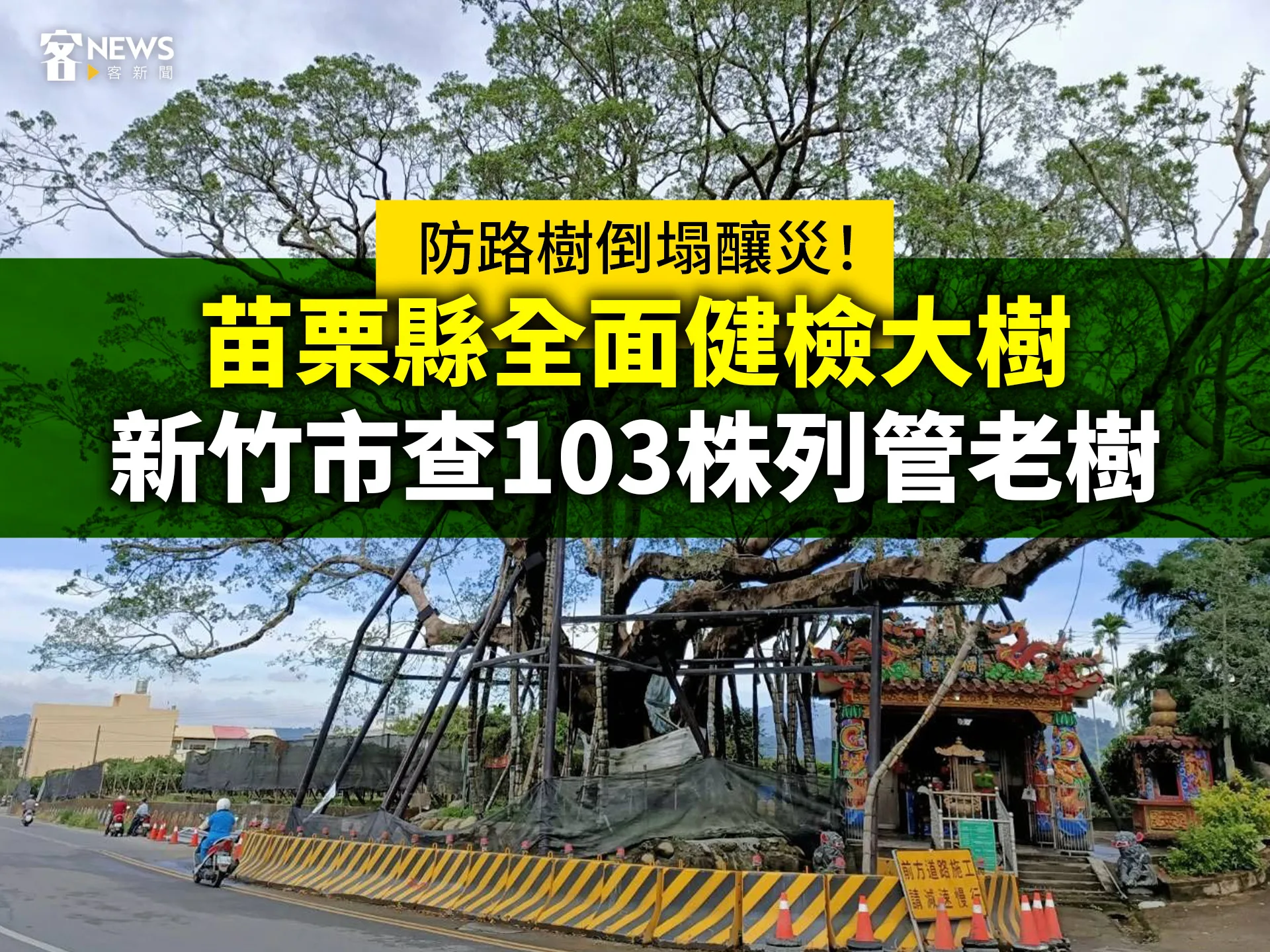 防路樹倒塌釀災！苗栗縣全面健檢大樹、新竹市查103株列管老樹
