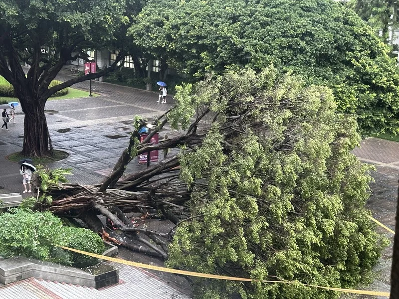 台中市13日一整天雨勢不斷，下午5時3分在逢甲大學校內發生有大榕樹倒塌意外，事故導致1死3傷。<br />中央社