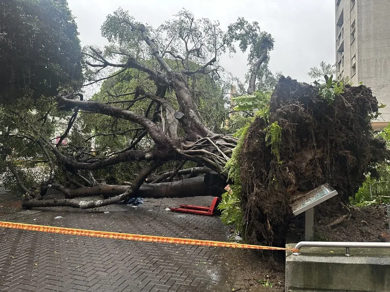 台中市13日一整天雨勢不斷，下午5時3分在逢甲大學校內發生有大榕樹倒塌意外，事故導致1死3傷。<br />中央社