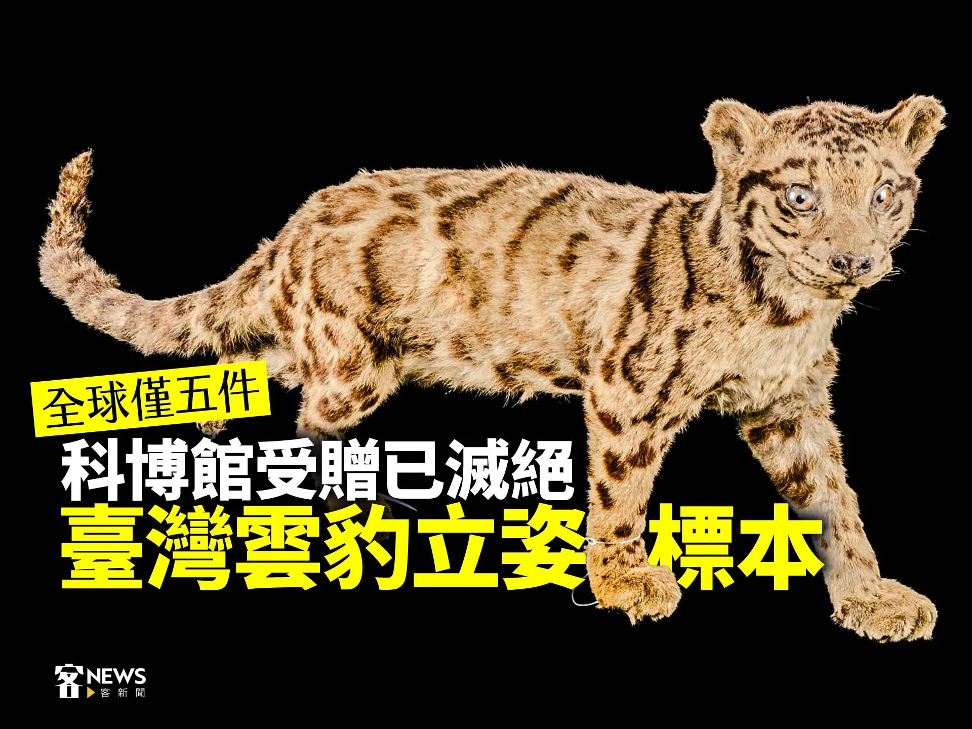 全球僅五件　科博館受贈已滅絕臺灣雲豹立姿標本