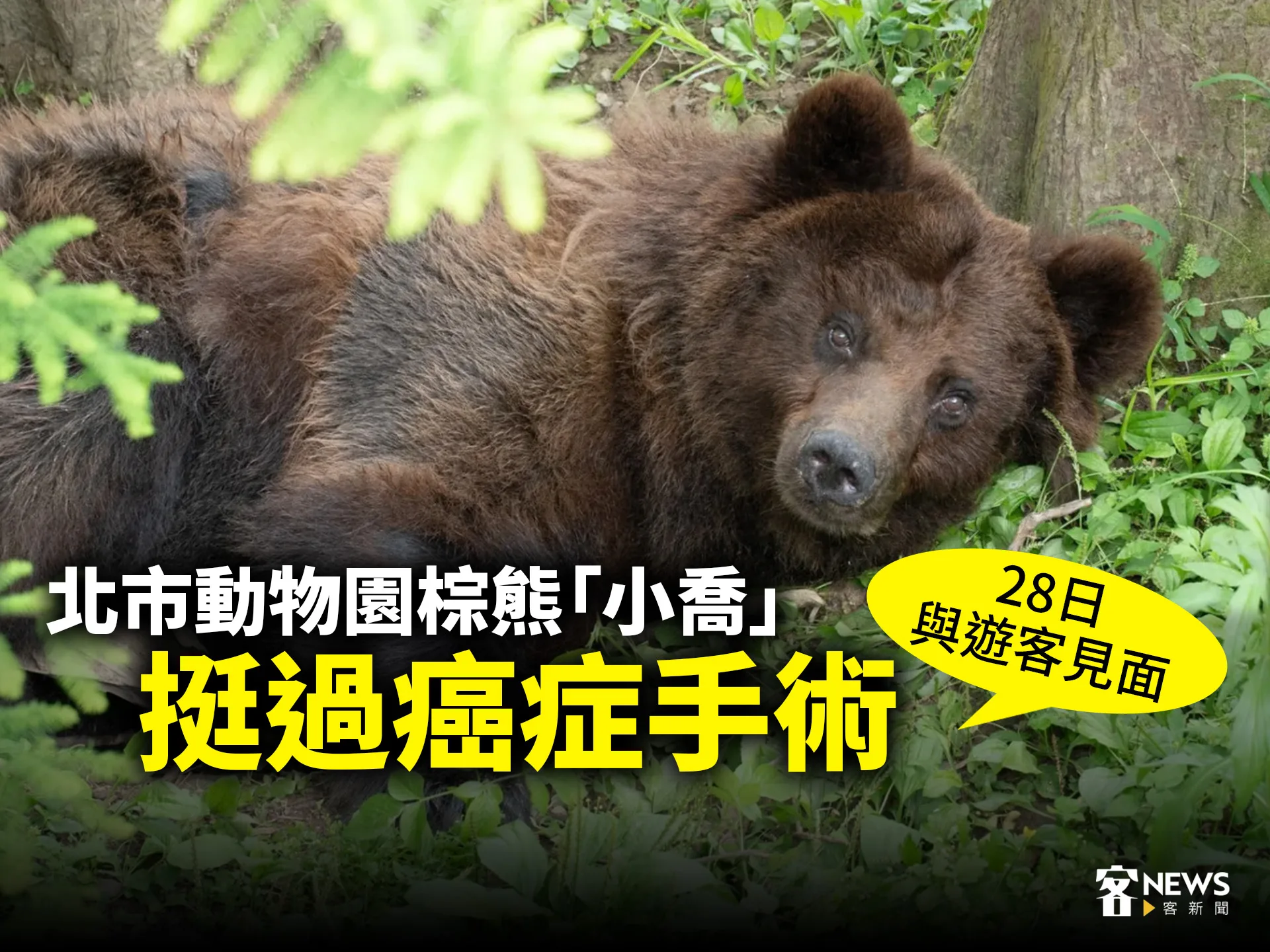 北市動物園棕熊「小喬」挺癌症手術　28日與遊客見面