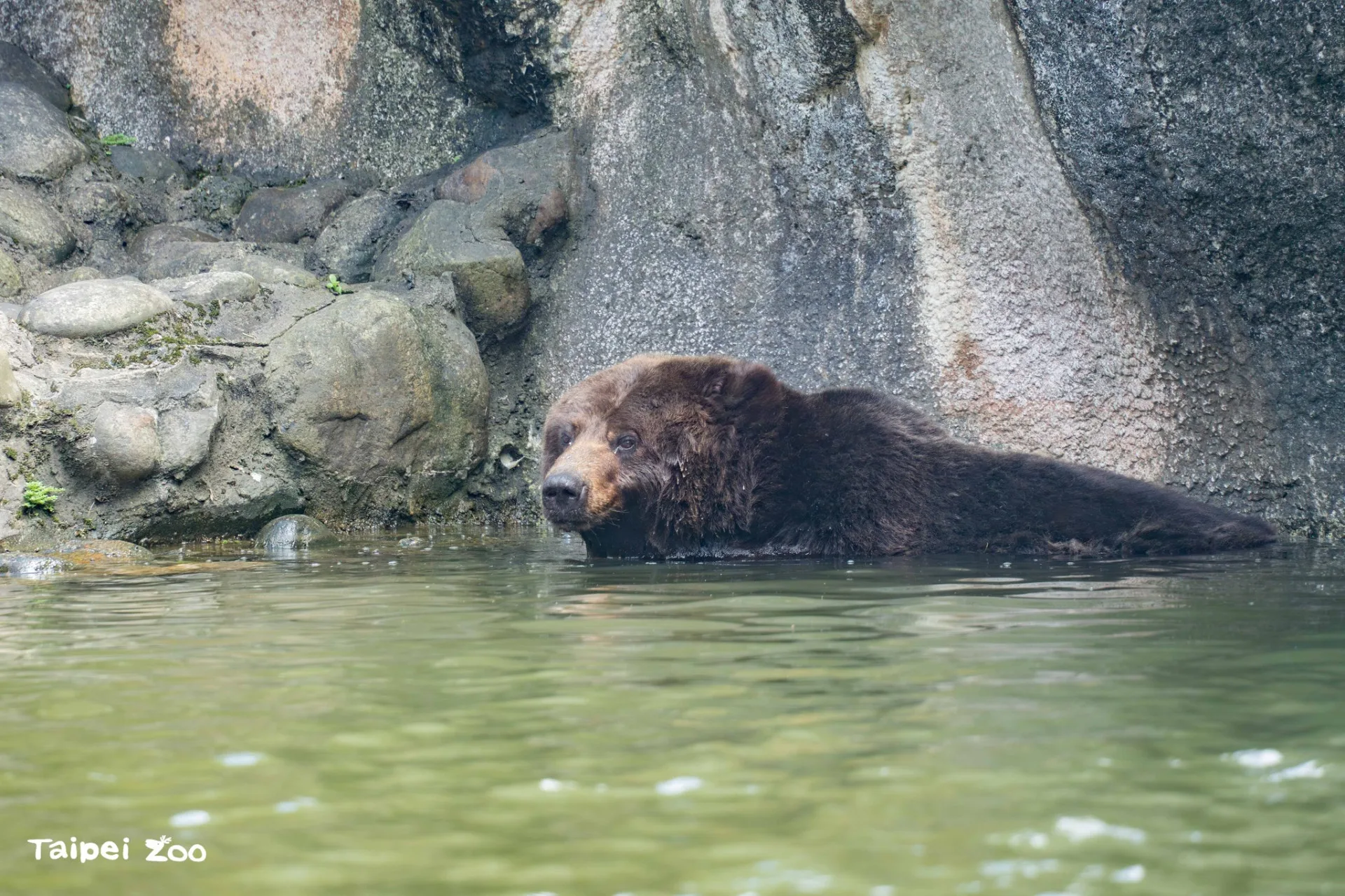 小喬喜歡戲水、挖洞。翻攝自北市動物園FB