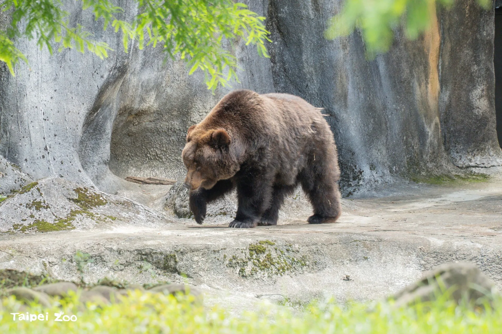 小喬在2006年因遭馬戲團棄養，被政府沒入並收容至台北市立動物園內。翻攝自北市動物園FB