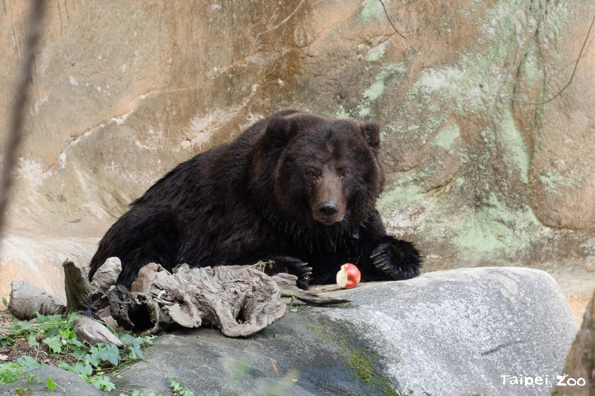 可愛的棕熊小喬，推算已高齡24歲。翻攝自北市動物園FB
