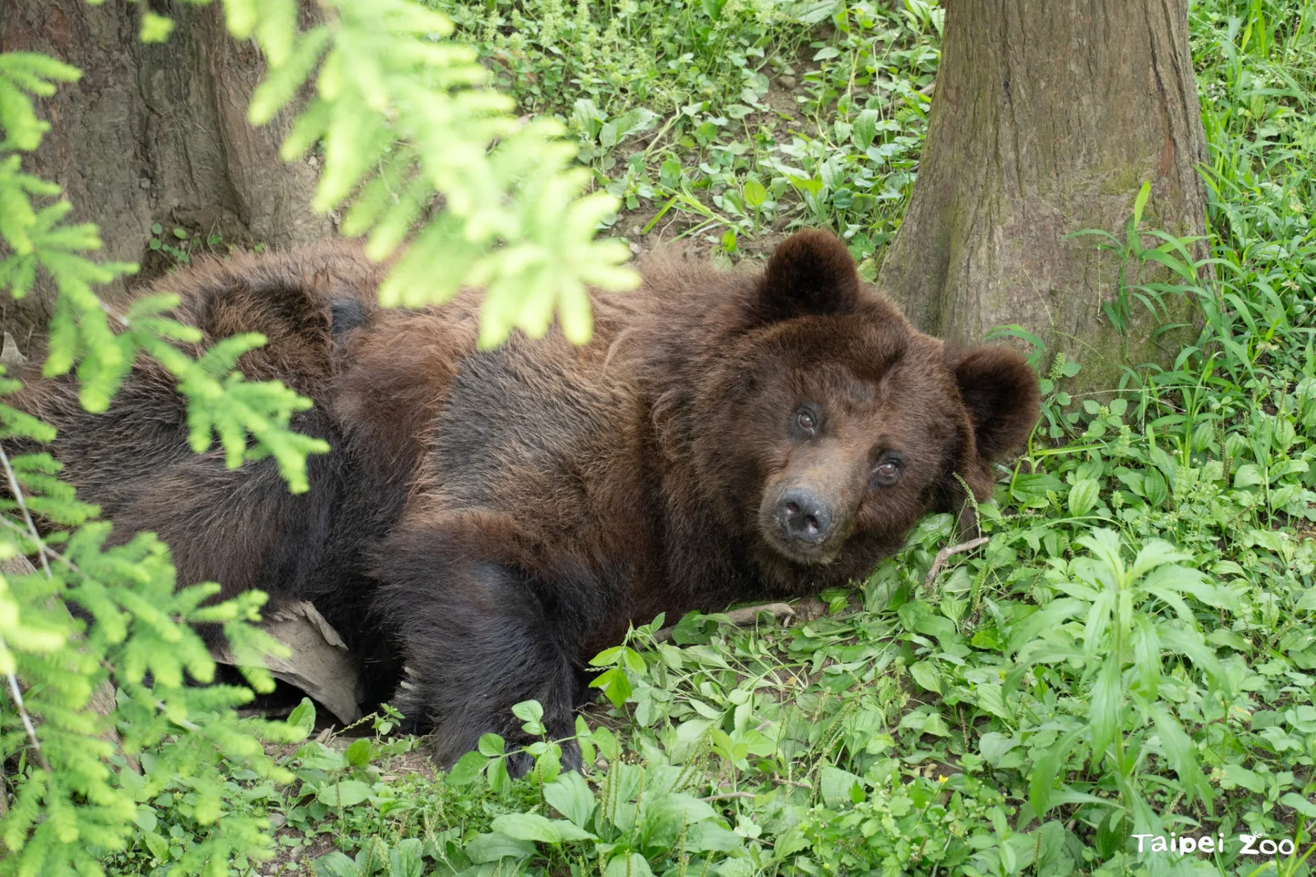 棕熊小喬推估有24歲，在北市動物園生活18年。翻攝自北市動物園FB