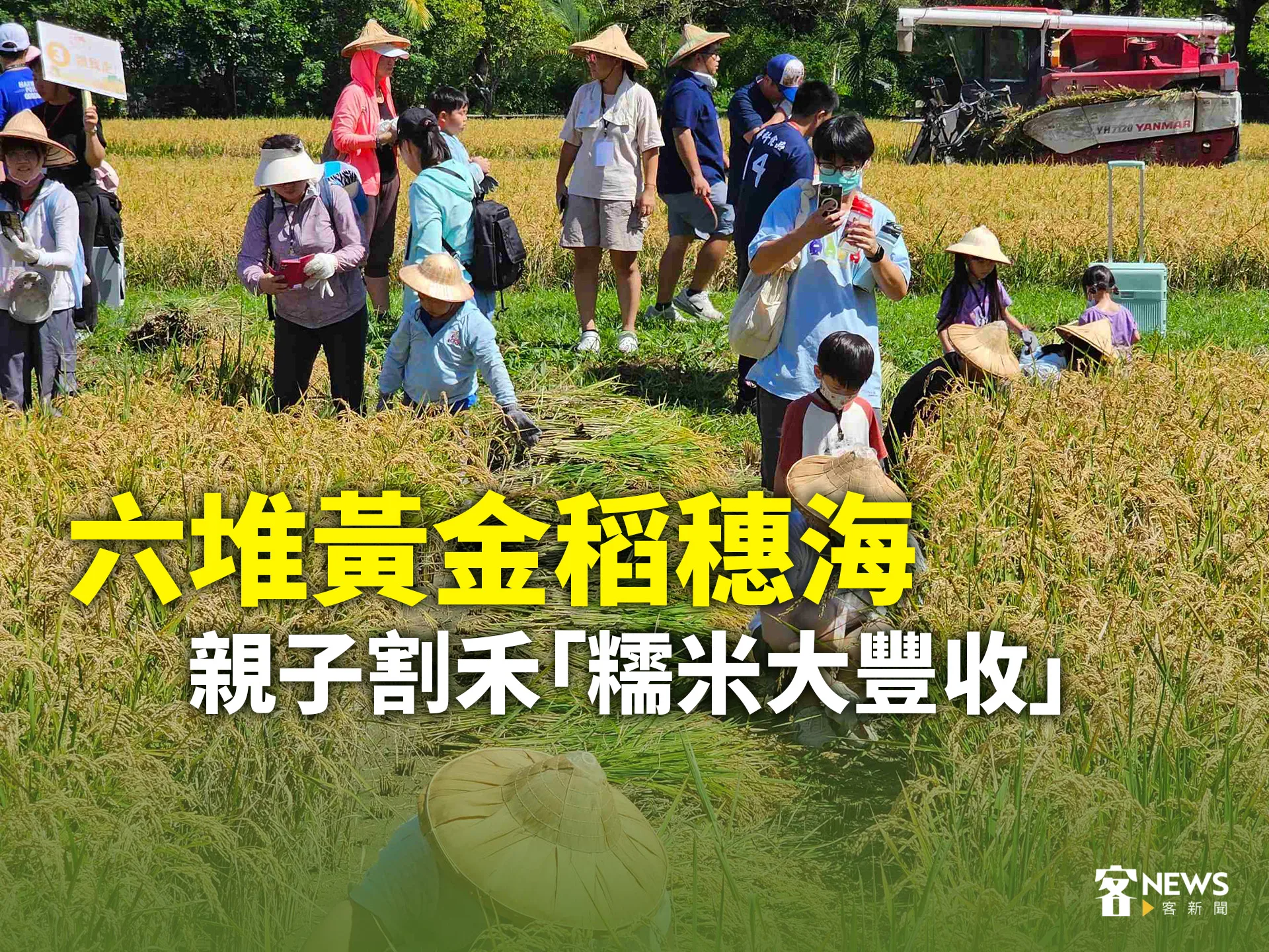 六堆黃金稻穗海　親子割禾「糯米大豐收」
